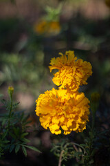 yellow flowers in the garden
