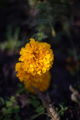 yellow flower in the garden