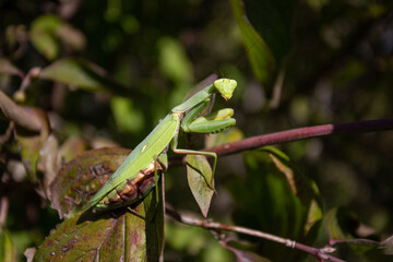 green praying mantis
