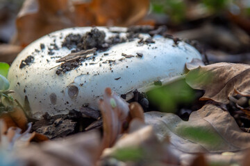 pieczrka polna © Henryk Olszewski