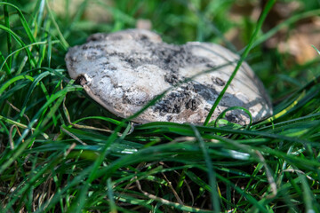 pieczarka polna © Henryk Olszewski