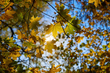 Golden autumn leaves on blue sky background.