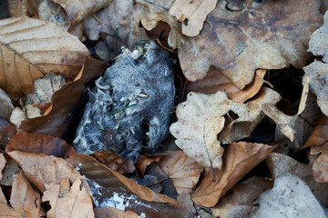 Rubble (Gewölle) of a bird of prey between foliage. Spitball of eagle owl. Undigested food...