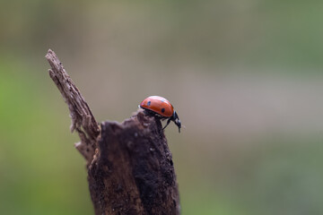 ladybug on a leaf