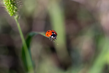 ladybird on a leaf