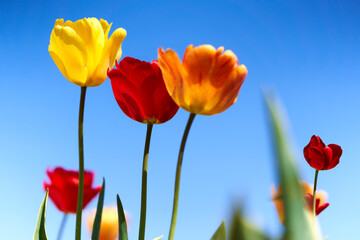 3 Colorful tulips against blue sky. Easter flowers in spring. Side view.