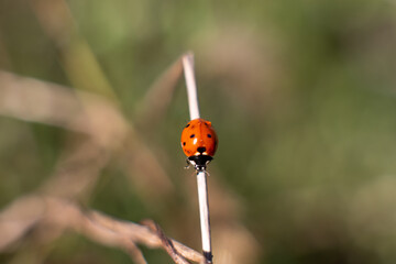ladybird on a leaf
