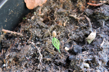 A pine seedling with a seed coat at the top - obrazy, fototapety, plakaty