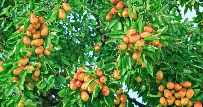 Sweet jujubes grow on jujube tree. Ripe date fruits in autumn season