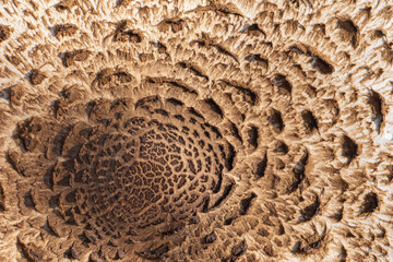 The texture of the umbonate cap of the parasol mushroom having a rounded knob