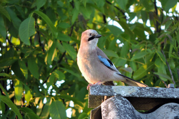 A portrait of a Eurasian jay sitting on a roof made of asbestos-cement sheets, a walnut tree in the...
