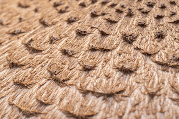 Closeup texture of scaly cap of parasol mushroom (Macrolepiota Procera)
