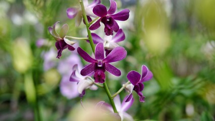 Beautiful close up purple dendrobium orchid flowers 