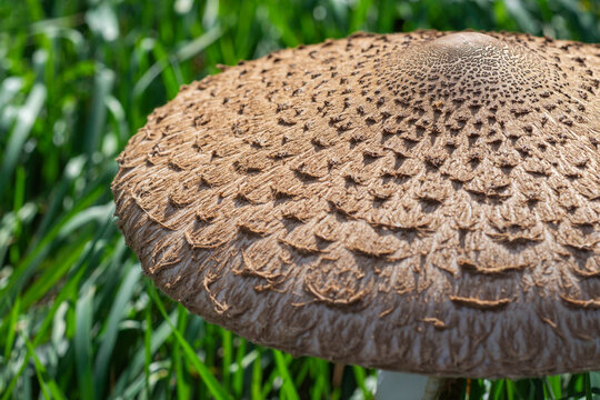 Large cap of parasol mushroom (Macrolepiota Procera) with scaly texture among green grass blades in rural pasture