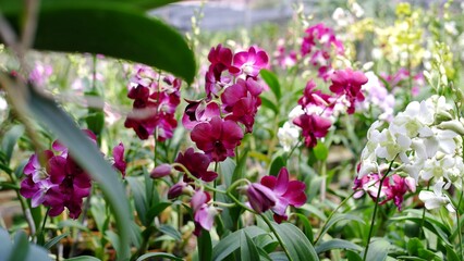 Beautiful dendrobium orchid flowers at the field  - obrazy, fototapety, plakaty