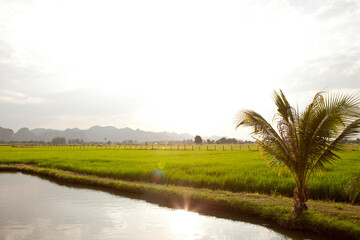 View of Rice Fields in Kanchanaburi. Travel and explore amazing Thailand. Beautiful Nature in Thailand.