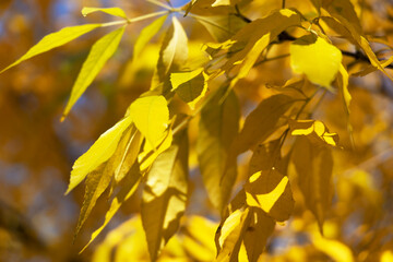 Yellow leaves on the tree.
