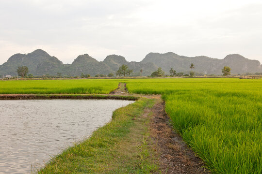 View of Rice Fields in Kanchanaburi. Travel and explore amazing Thailand. Beautiful Nature in Thailand.