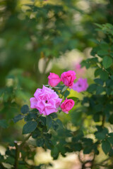 Fototapeta premium バラ