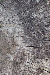 Fototapeta premium The texture of a cut stump worn by time and weather.