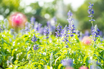 Violet flowers in garden with sunshine in the morning time  and blurred bokeh in the background