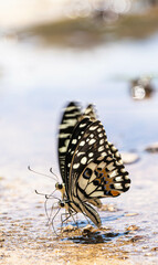 Colorful butterfly eating water on ground in sunny day