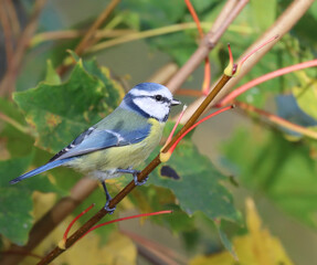 blue tit