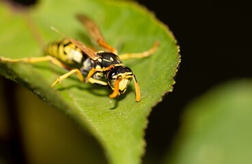 Wasp on a green leaf.