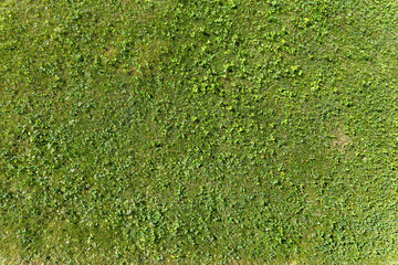 Green grassy lawn