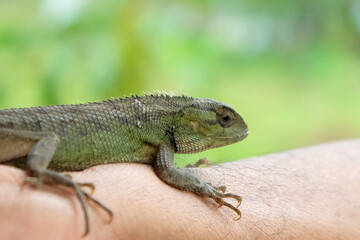 Lizard or pet chameleon in human hands on blurred background, Pet reptile.