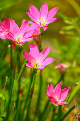 Pink Rain Lilies also known as rosy rain lily  blooming in sunny garden