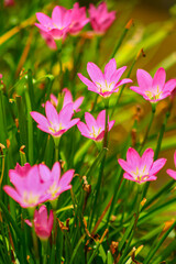 Pink Rain Lilies also known as rosy rain lily  blooming in sunny garden