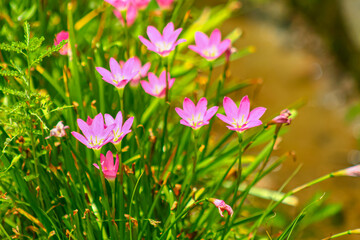 Obraz premium Pink Rain Lilies also known as rosy rain lily blooming in sunny garden