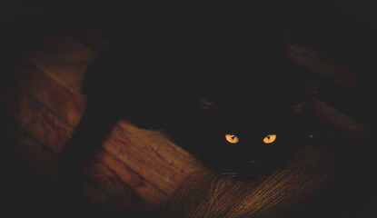 Yellow eyes of a black cat  Staring into the night, feeling frightened, shocked