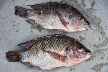 Jalebi fish isolated in the market ground for sale.