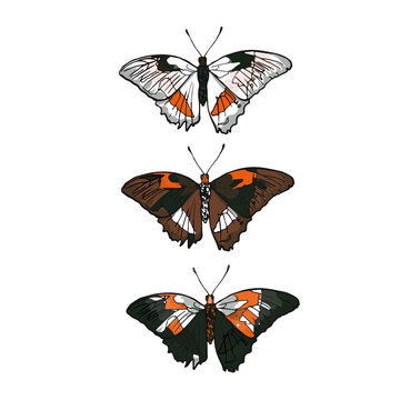 Bright set of vector butterflies. Collection of multicoloured butterflies. Vector illustration. Print, logo, textile