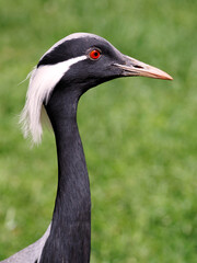 Closeup demoiselle cranes (Anthropoides virgo) seen from profile on a green background of greenery 
