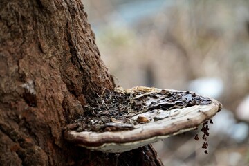 Mushroom conks grow on the trunk of a tree. Sign of rotten tree's root flare. Fungi grown on dead tree at garden. - obrazy, fototapety, plakaty