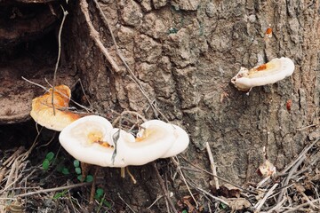 Mushroom conks grow on the trunk of a tree. Sign of rotten tree's root flare. Fungi grown on dead tree at garden. - obrazy, fototapety, plakaty