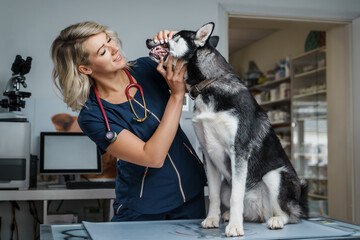 Portrait of professional doctor woman vetting siberian husky dog in hospital.