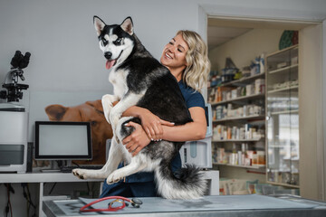 Photo of siberian husky doggy and its female owner working in veterinary clinic.