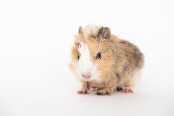 angry guinea pig on a white background