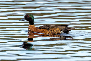 Chestnut Teal in Western Australia