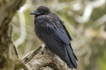 Juvenile Australia Raven in Western Australia