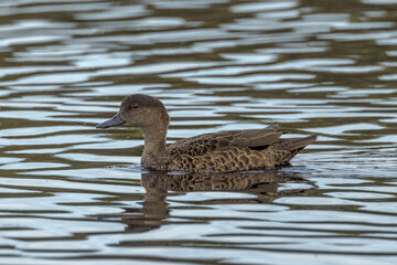 Chestnut Teal in Western Australia