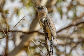 Fan-tailed Cuckoo in Western Australia