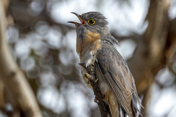 Fan-tailed Cuckoo in Western Australia