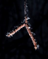 Naklejka premium White snowflakes on a branch with birch seeds isolated on a black background.