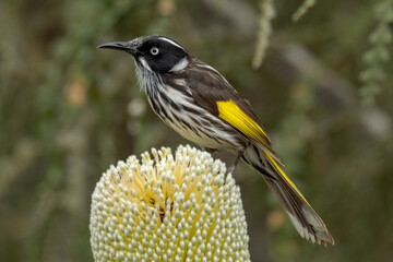 New Holland Honeyeater in Western Australia