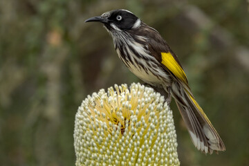 New Holland Honeyeater in Western Australia